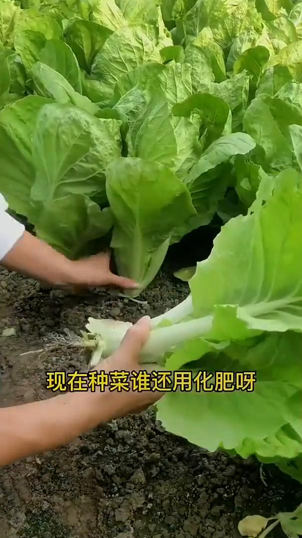 红糖的妙用。现在种菜谁还用化肥，一斤红糖就顶两袋肥。红糖当中有很多的氨基酸、维