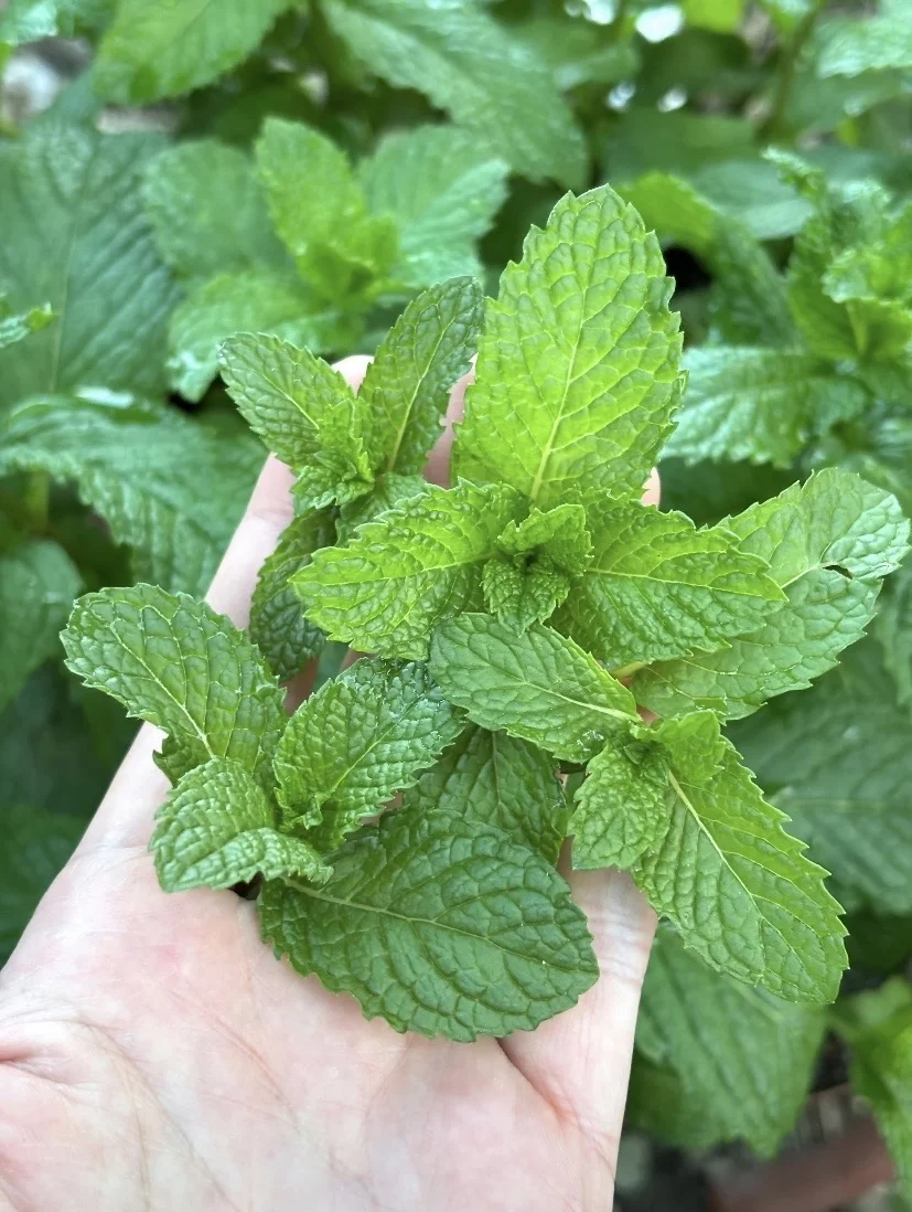 几毛钱的东西，通便比蜂蜜水管用100倍
