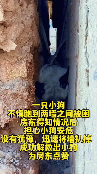 在国外一处老街区，一只狗狗误闯进两堵高墙之间的缝隙，被死死卡住动弹不得，可怜的模