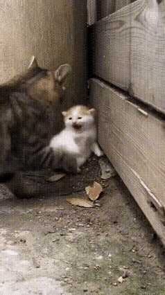 狸花猫欺负一只独自玩耍的小猫崽，一步步把它逼到一处墙角，虽然小猫崽已经无路可退，