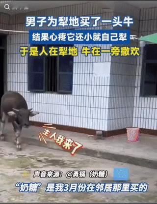 笑不活了！养牛原本是为了犁地，结果男子赶着牛到了地里，随后的一幕看呆了众人，身份