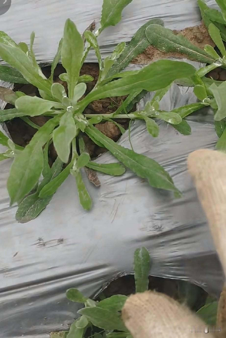 笑不活了，第一次见鼠曲草还用种植的，这玩意儿它不是野生的吗？关键是你种植的还没有