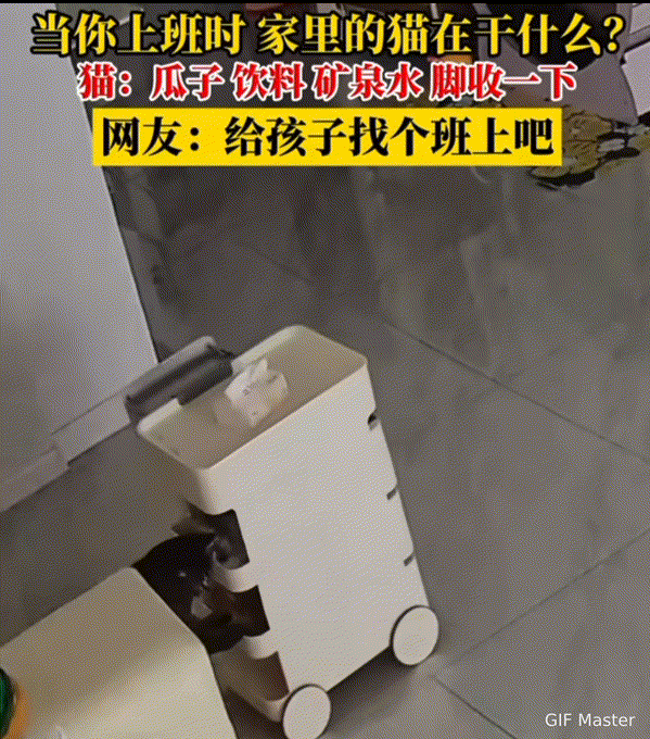 万物皆有灵性！吉林，女子家养了一只猫咪，她白天上班后家里就剩猫咪自己，由于她很好