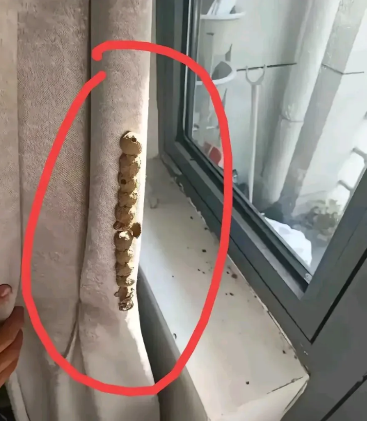 房子许久没住了，进房间发现这个，这是什么？