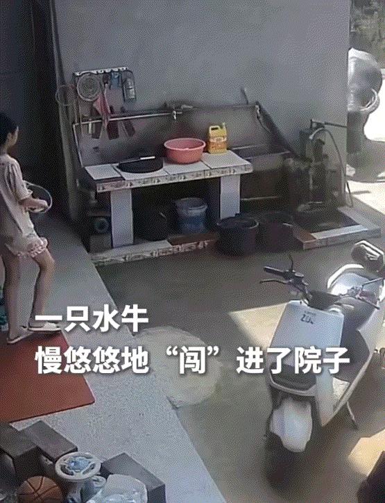 太善良了！广西贵港，一女子家院子里突然“闯”进来一头水牛，女子第一反应没有惊慌躲