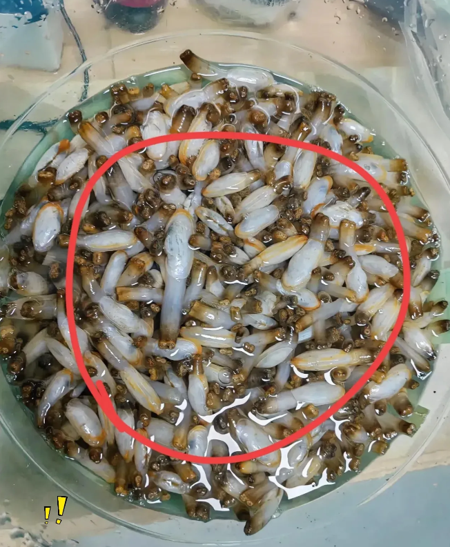 这是哪个地方的经典美食？叫啥呀，太有食欲了