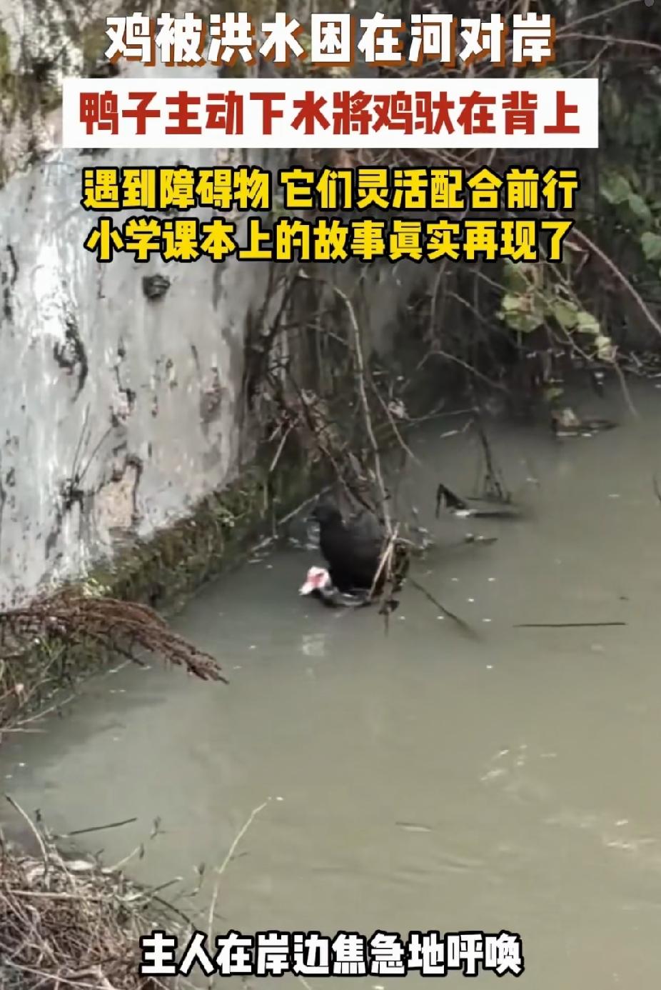 “万物皆有灵！”湖南，一只鸡被困河对岸。没想到，鸭子主动下水，让鸡站在它背上，它