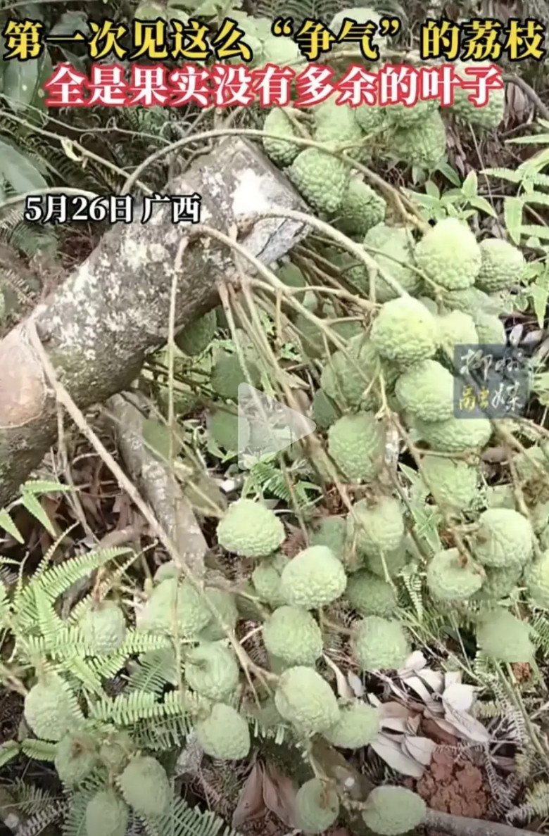 这棵荔枝树绝对是来报恩的！近日有广西网友分享了他家一棵荔枝树的神奇一幕。视频中这