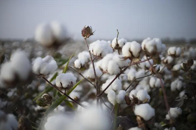 新疆棉花种植成本和内地比起来，差异还挺大。先说土地成本，新疆地广人稀，土地租金