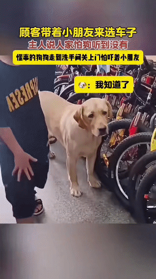 车行里，店主的拉布拉多正安静地陪着主人接待顾客。当看到顾客带着的小朋友有点害怕时