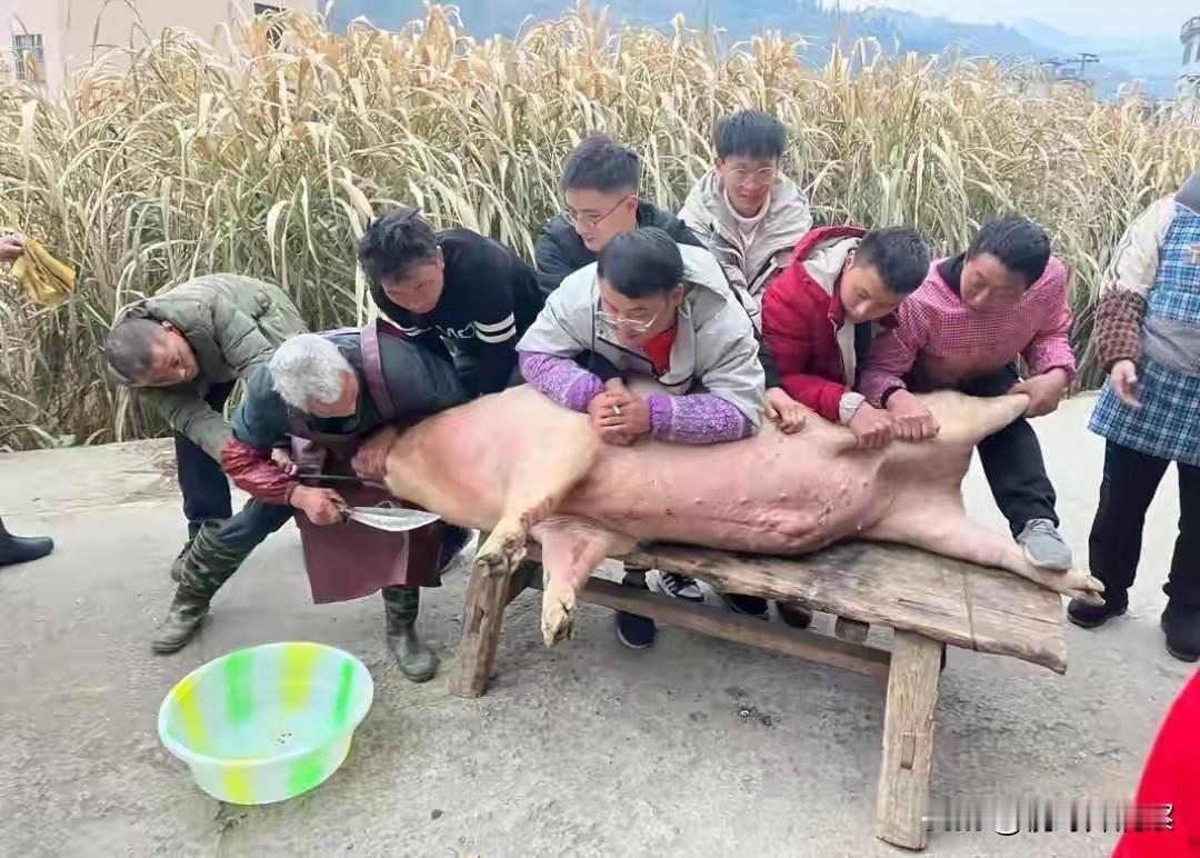 吃别人嚼过的馍，没味道，湖南株洲的刨猪汤未办已馊。重庆呆呆的刨