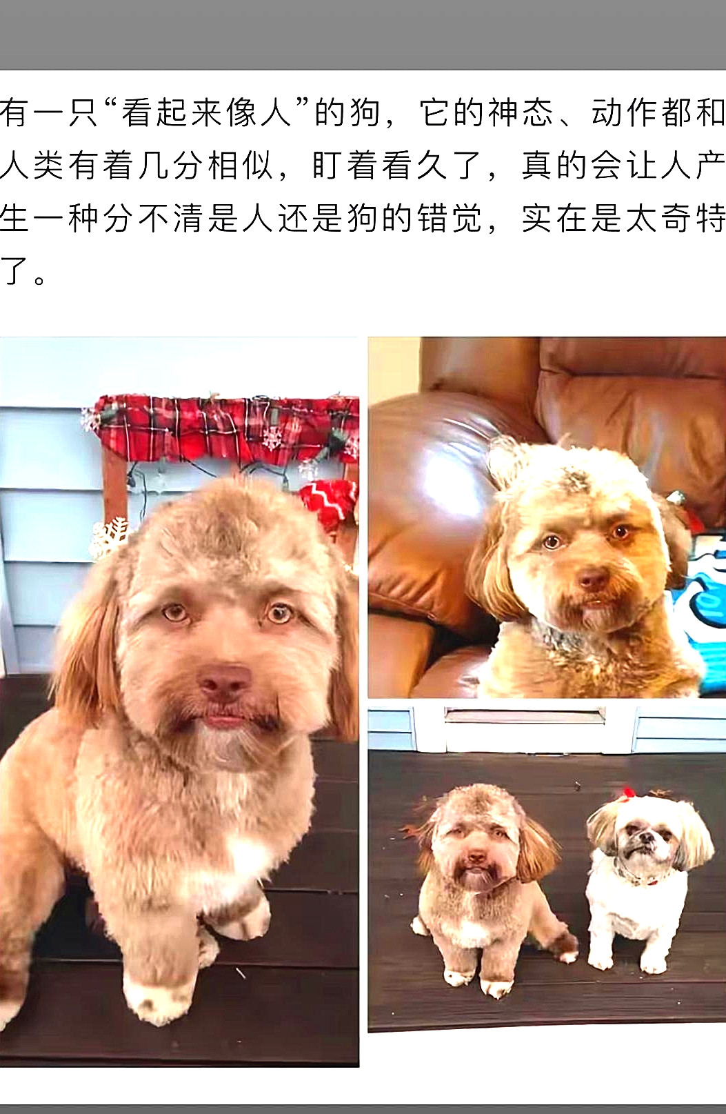 一只看起来像“人”的修勾