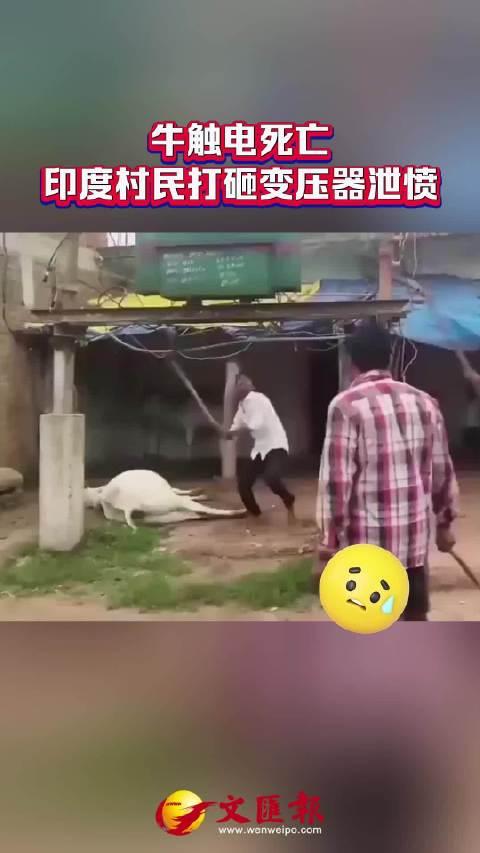母牛触电身亡，印度村民“暴打”变压器泄愤，这操作真是开眼了！说出来估计很多人
