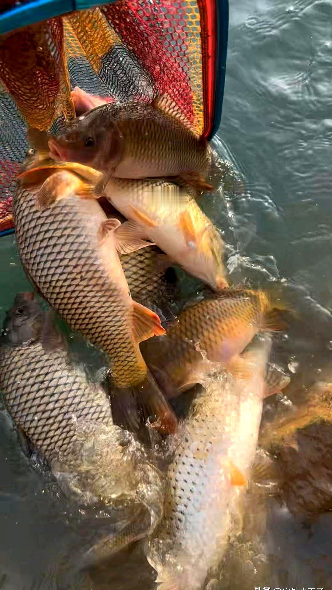 你钓不到鱼，可能就差这几步。别老怪装备，先看天。气压低于1000百帕，鱼根本