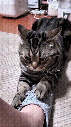 哈哈这只狸花猫可太会找地方磨爪子了，别人家猫咪都有专门的猫抓板，这家倒好，直接把