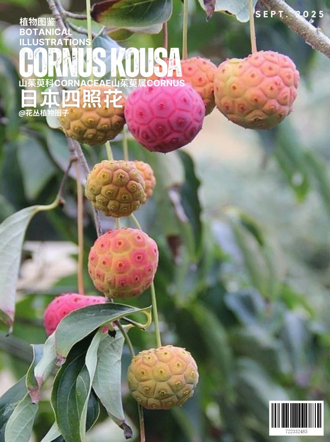 日本四照花Cornus kousa