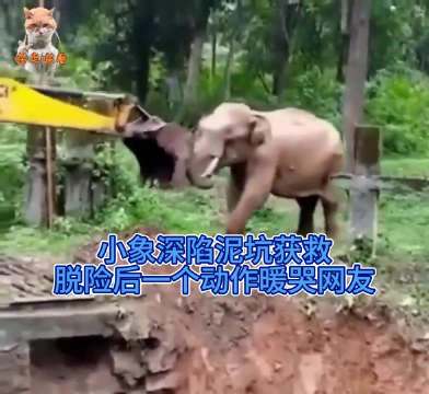 小象深陷泥坑获救！脱险后一个动作暖哭网友#海外新鲜事# 镜头记录下暖心一幕：一头小象不慎陷入深深的泥坑，眼看越挣扎越下沉