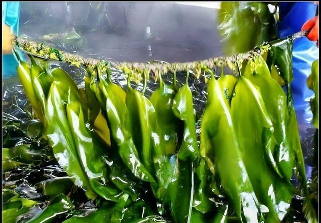 早在2005年的时候，海带就被科学家排除出了植物的圈子，因为人们发现按照二分法，