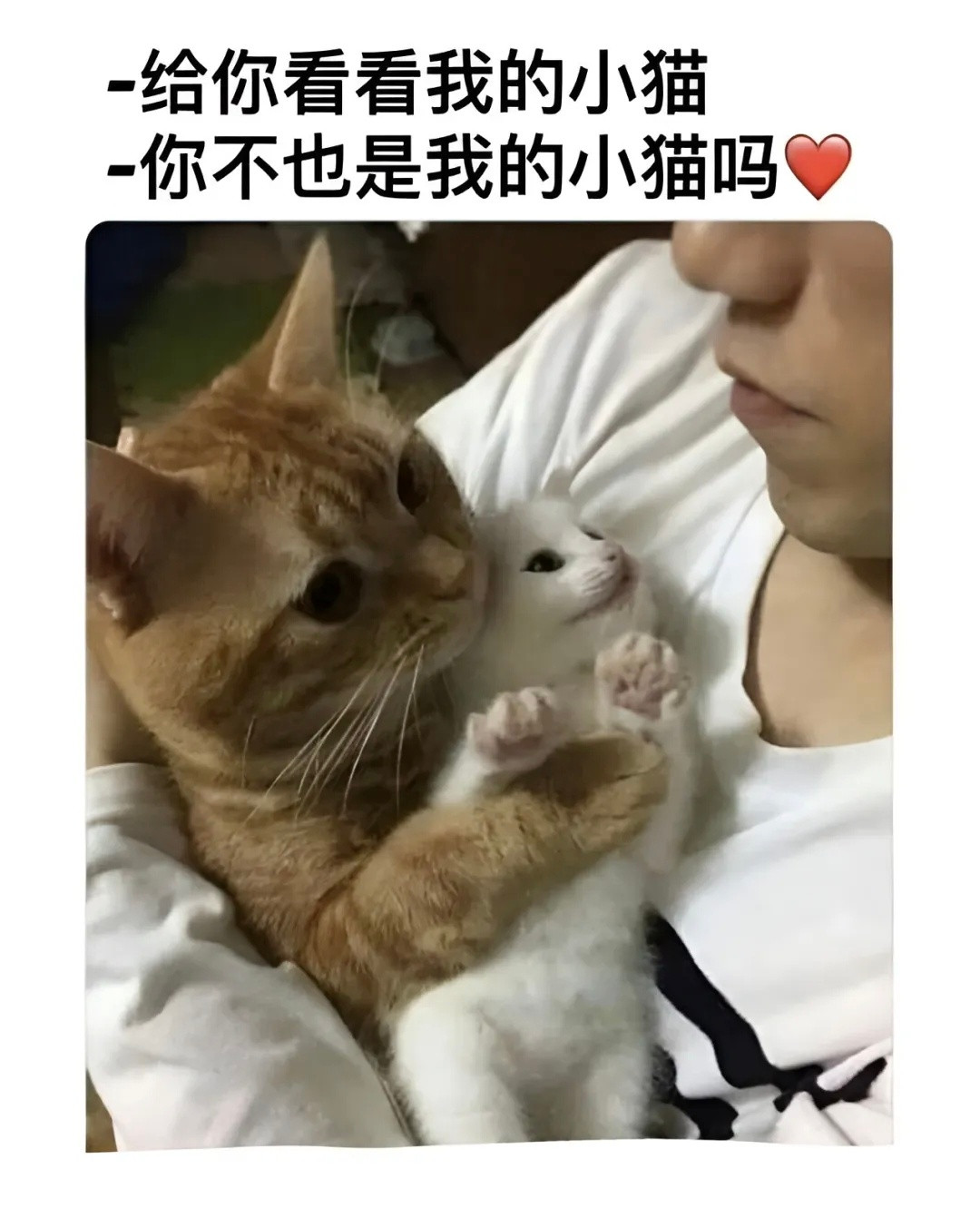 ❤️🧡💙猫meme​​​