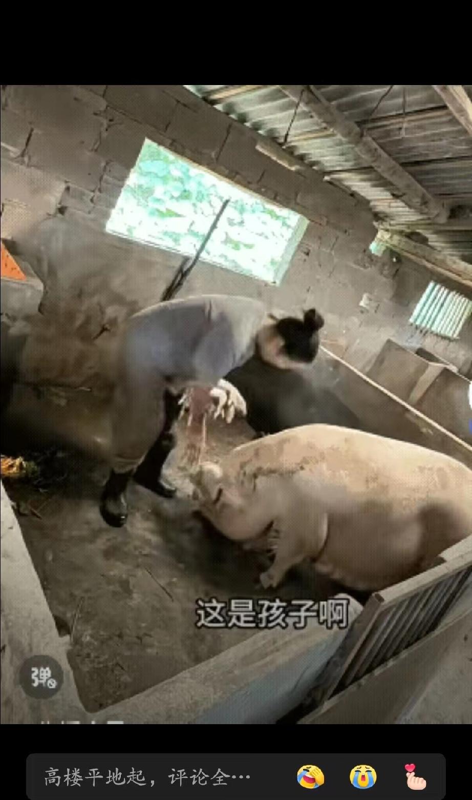 “万物皆有灵!”一母猪不小心压死了两只猪仔，女主人训话，母猪似乎听懂了，它拉着女