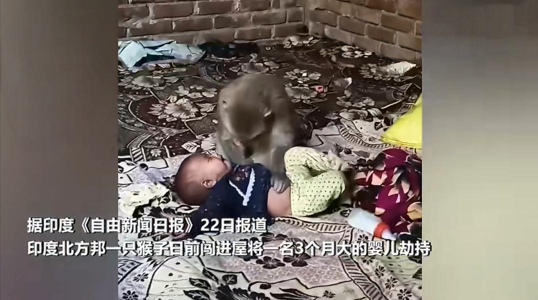 印度母猴闯民宅“抱走”婴儿，背后真相让人破防！4月22日，印度北方邦一户人家