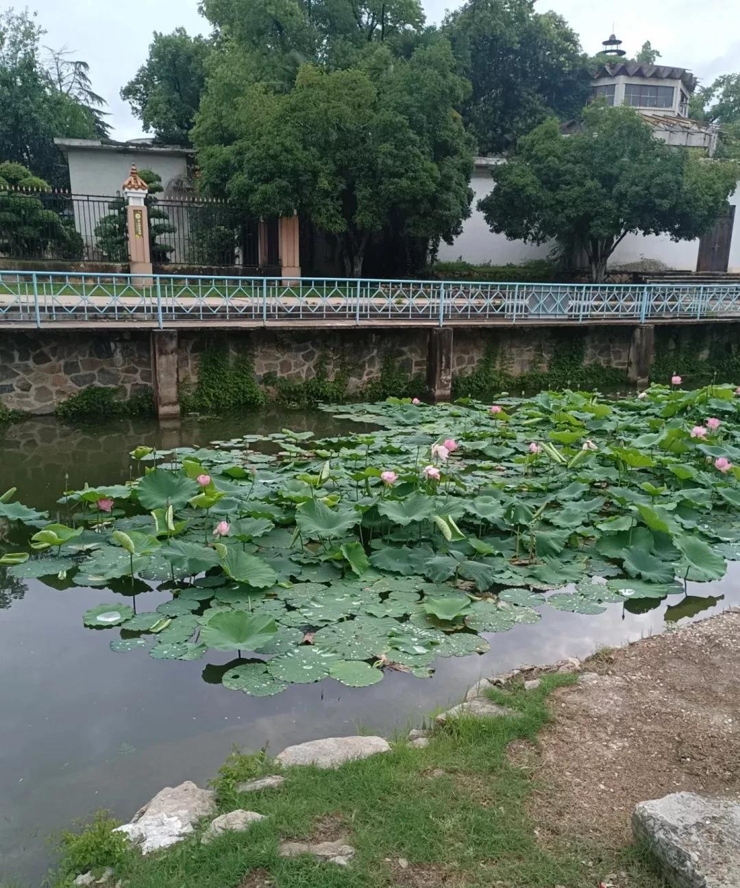 每个小县城应该都有这样一个小公园吧，优雅安静，池塘里的荷花，路边的栀子花，树上挂