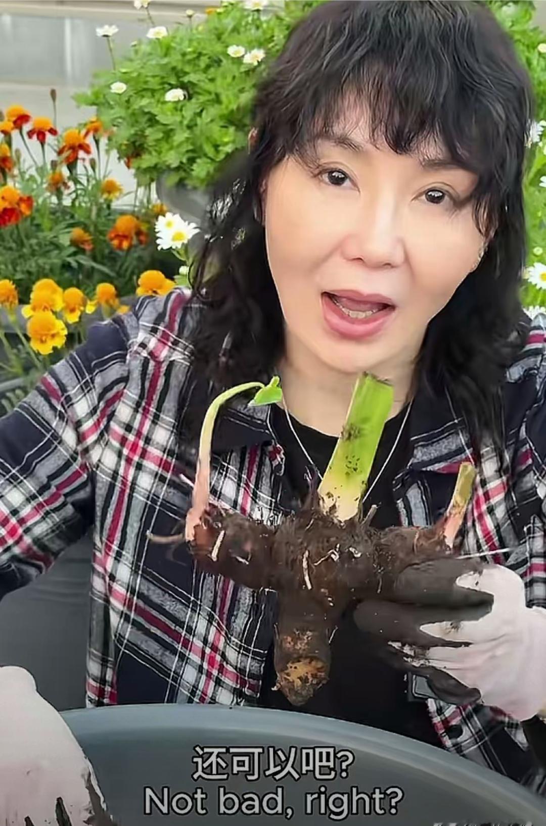 很少露面的张曼玉，5月8日，她录了一段视频，她自己种的芋头，照片中她，变化还真是