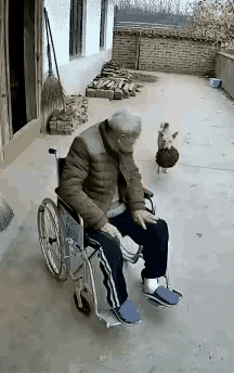 大爷瘫了三年，被马蜂蛰出“奇迹”张大爷瘫三年，天天坐轮椅，屋里待得浑身发僵