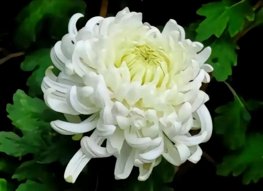 我的妈妈也是心梗去世的，其实心梗前几天是有预兆的，她去世的前几天打电话给我，说她