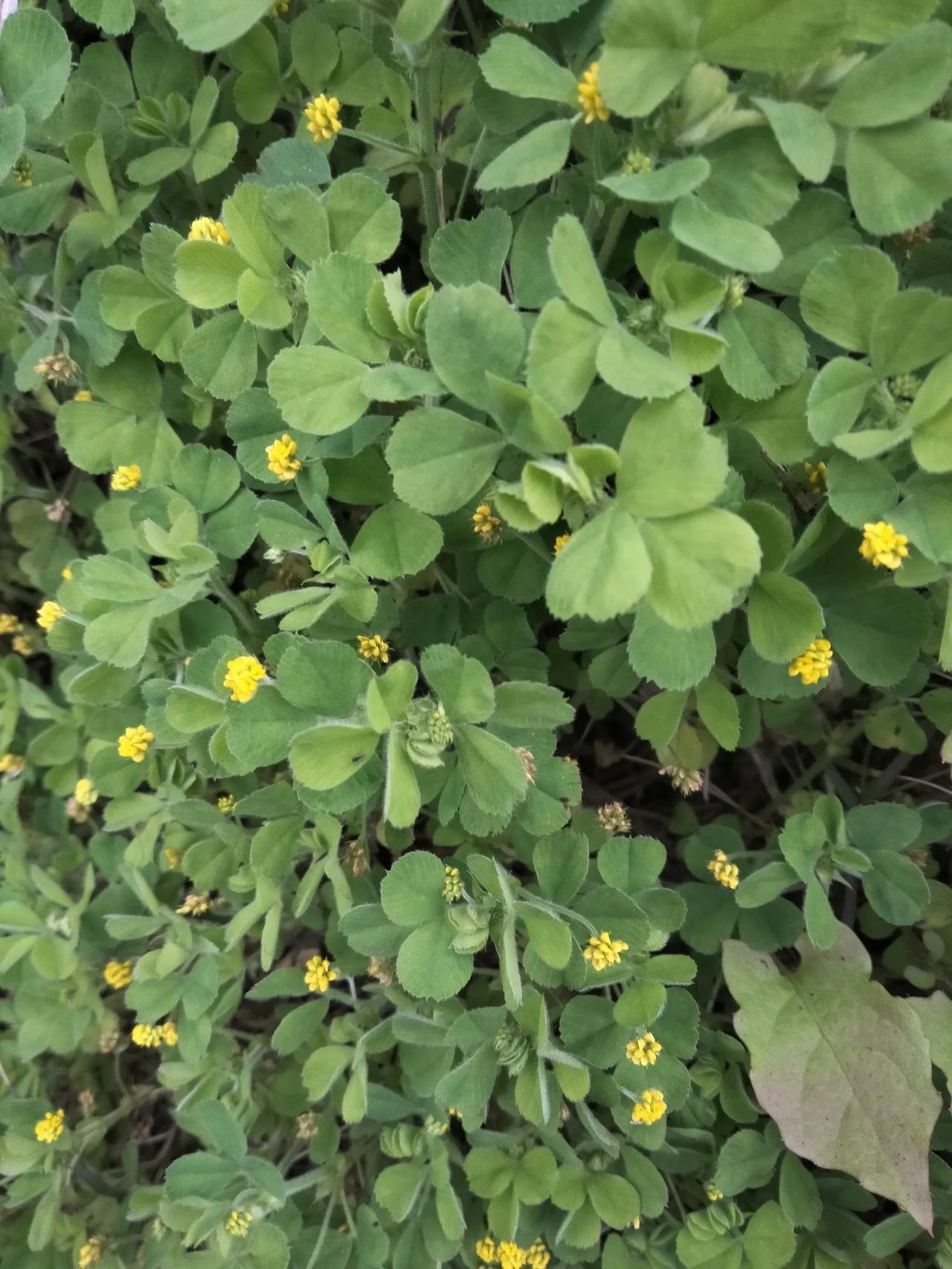 南苜蓿，又名金花菜，目齐头，草头……农村里常见的一种牧草，野菜一般生长在荒地