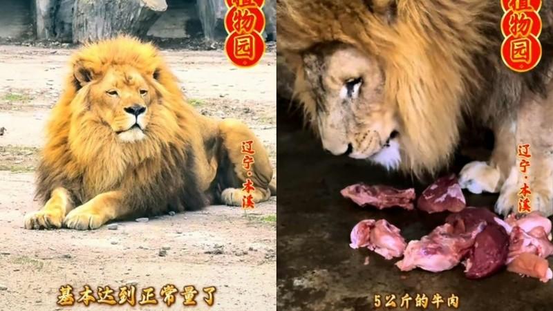 辽宁一狮子瘦成纸片引热议，真相让人鼻酸最近这段时间，辽宁本溪动植物园的一段短视