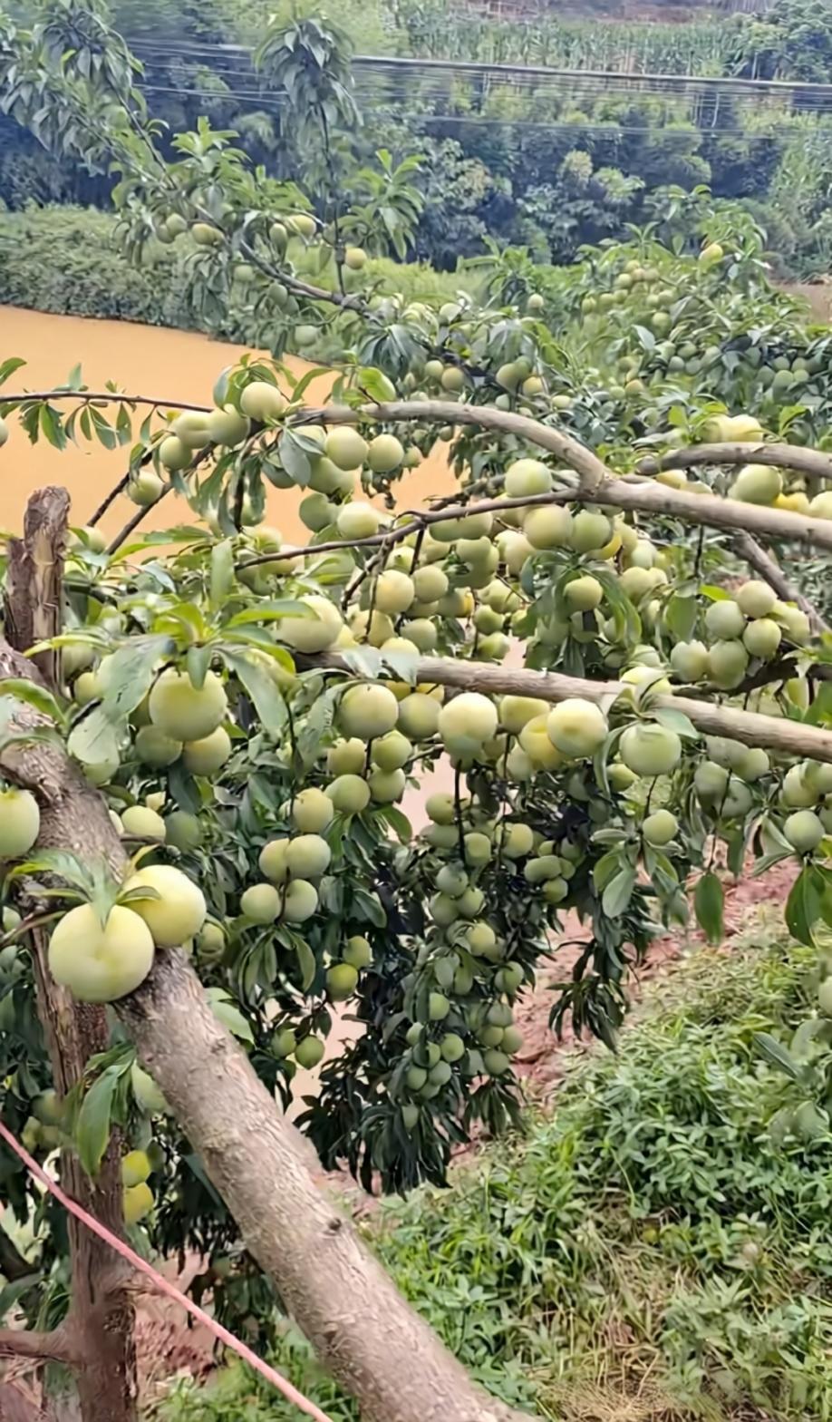 老家的李子树根本吃不完