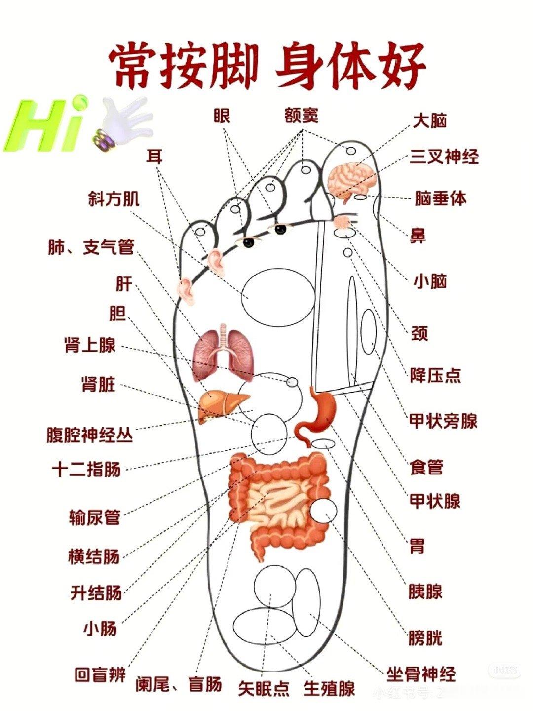 长期做足疗有十大好处：1.加快新陈代谢：促进肾上腺素的释放，使人体的新陈代谢加速