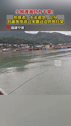 “这是结了多大仇！”福建宁德，男子正在钓鱼，突然看到对面的小狗纵身一跃跳下水，拼