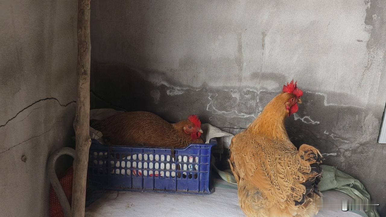 鉴别土鸡蛋的唯一方法。这里所说的土鸡蛋是指农户散养、不打疫苗、吃纯粮食长大的