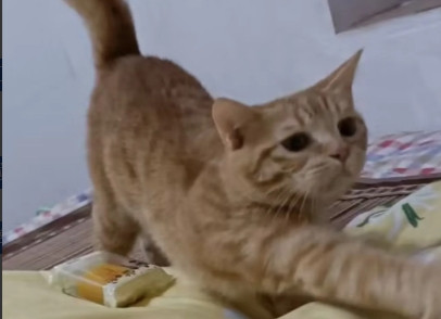 我家猫咪真的绝了！