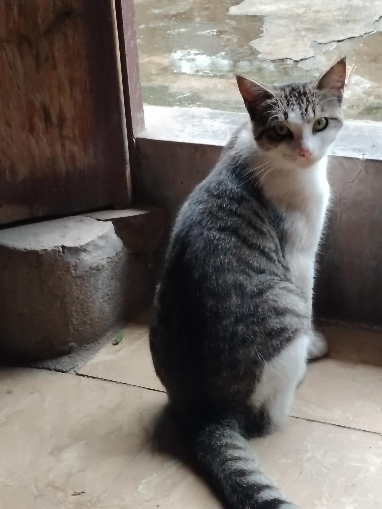 非常可爱的猫咪