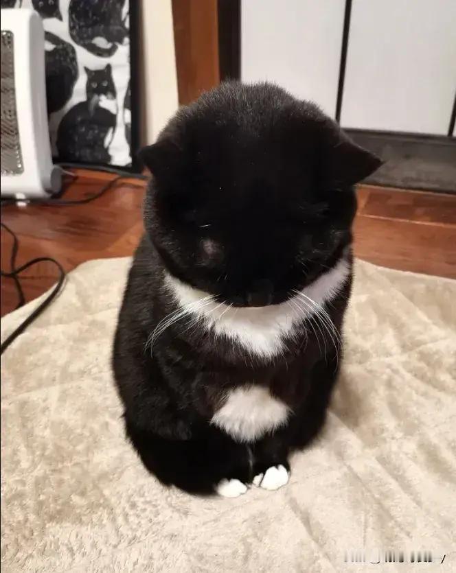 猫猫认错了，你们感受到猫猫的诚意了吗？