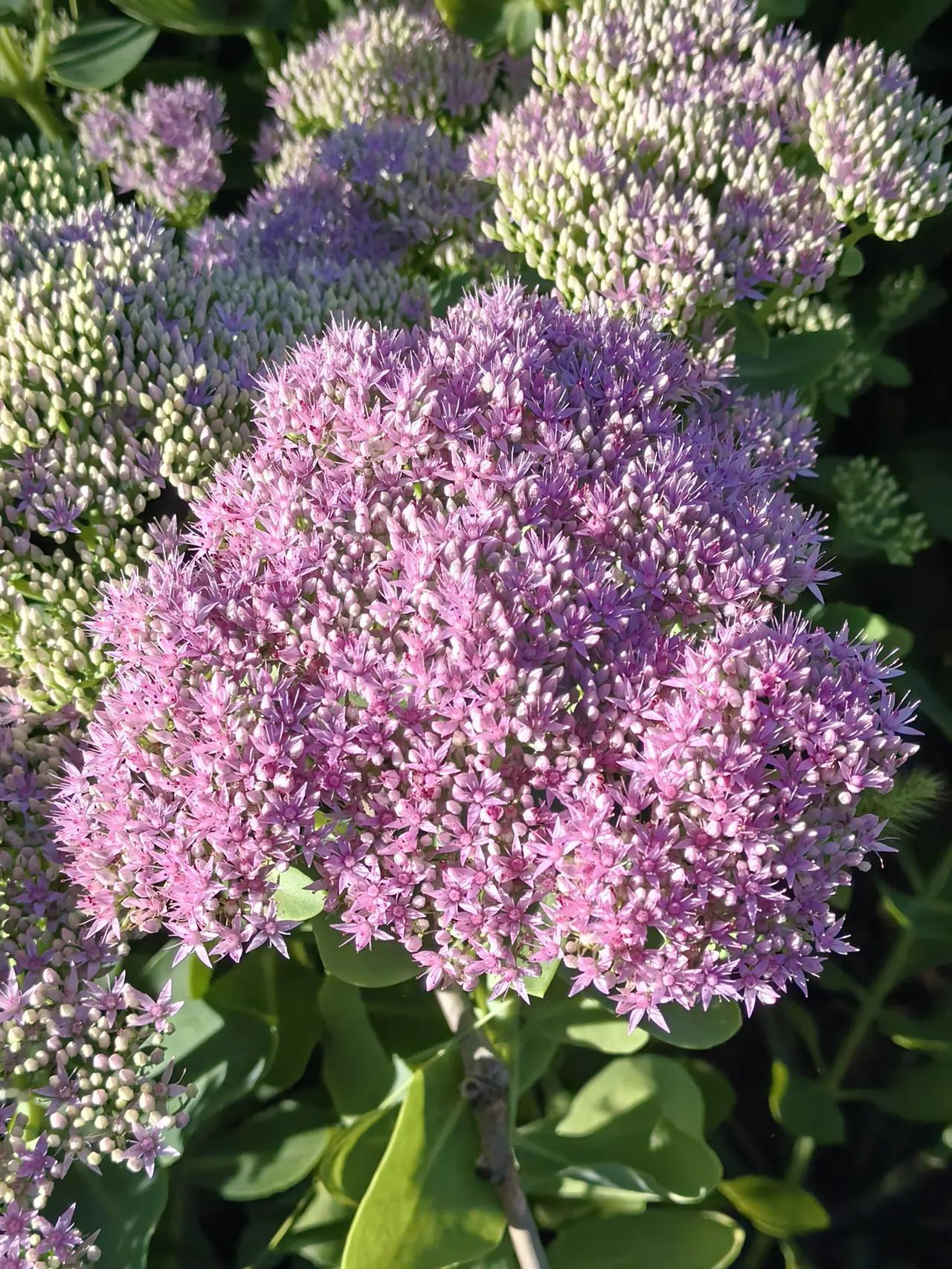 阅景公园随拍的八宝花八宝花通常指八宝景天，是景天科的一种多肉植物，花期在夏