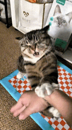 主人逗猫比划挑衅，狸花猫瞬间上头反击，主打一个绝不认输🔥网友分享自家狸花