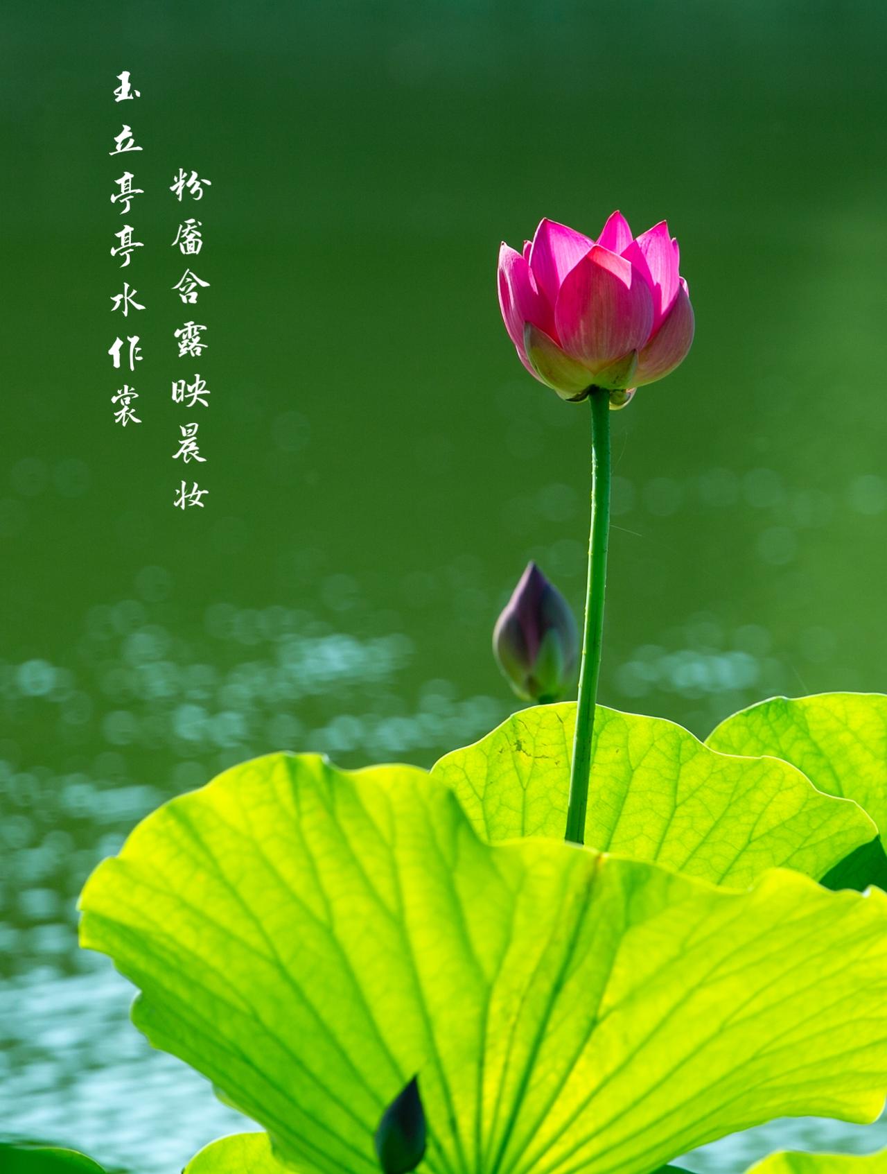 玉立亭亭水作裳，粉靥含露映晨妆。风翻翠盖千重碧，日透金镶一脉香。泥根深隐守贞