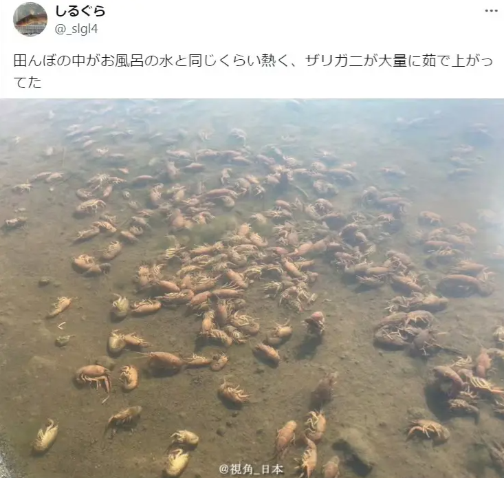 最近日本实在太热，稻田里的水被晒得滚烫，里面的小龙虾都烫熟了