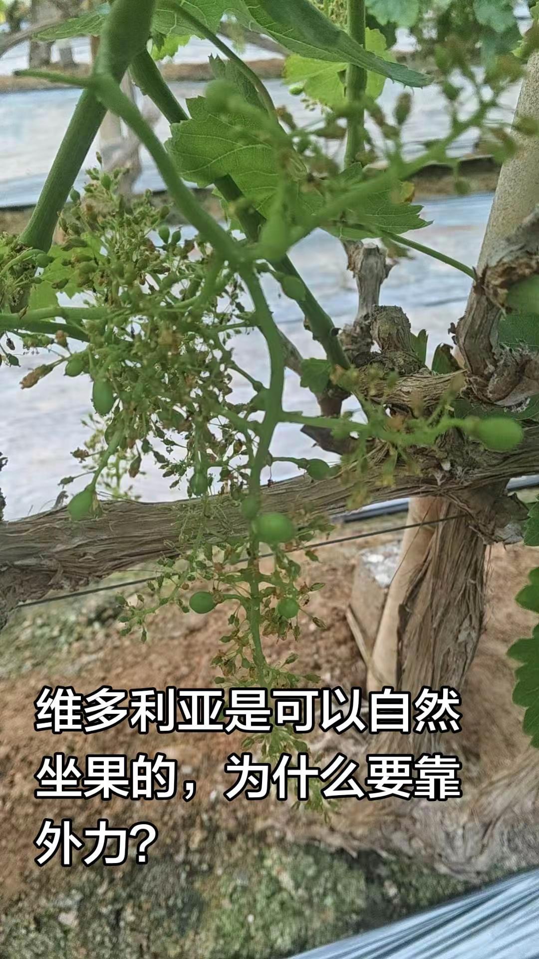 维多利亚保果