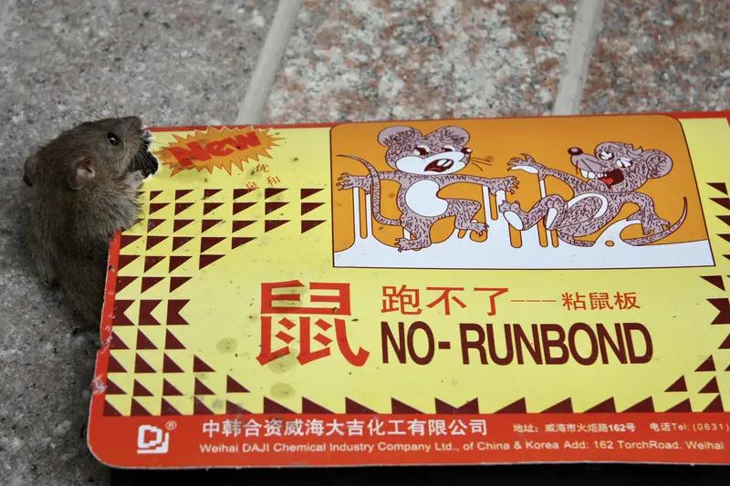 吓出冷汗！老人把毒鼠药当零食摆果盘待客，差一点全家遭殃家人们，刷到这条视频