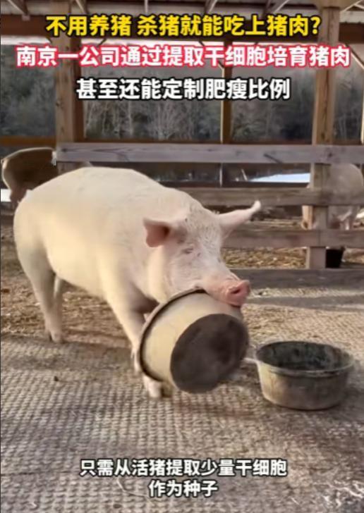 你敢信吗？不用养猪，不用屠宰，短短几天就能吃上新鲜猪肉，肥瘦还能随心定制——一家