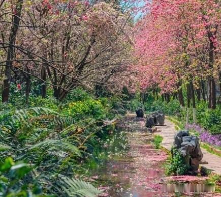 🌤️气候真相：全年都是“舒适区”昆明的气候完美诠释了“冬无严寒，夏无酷暑