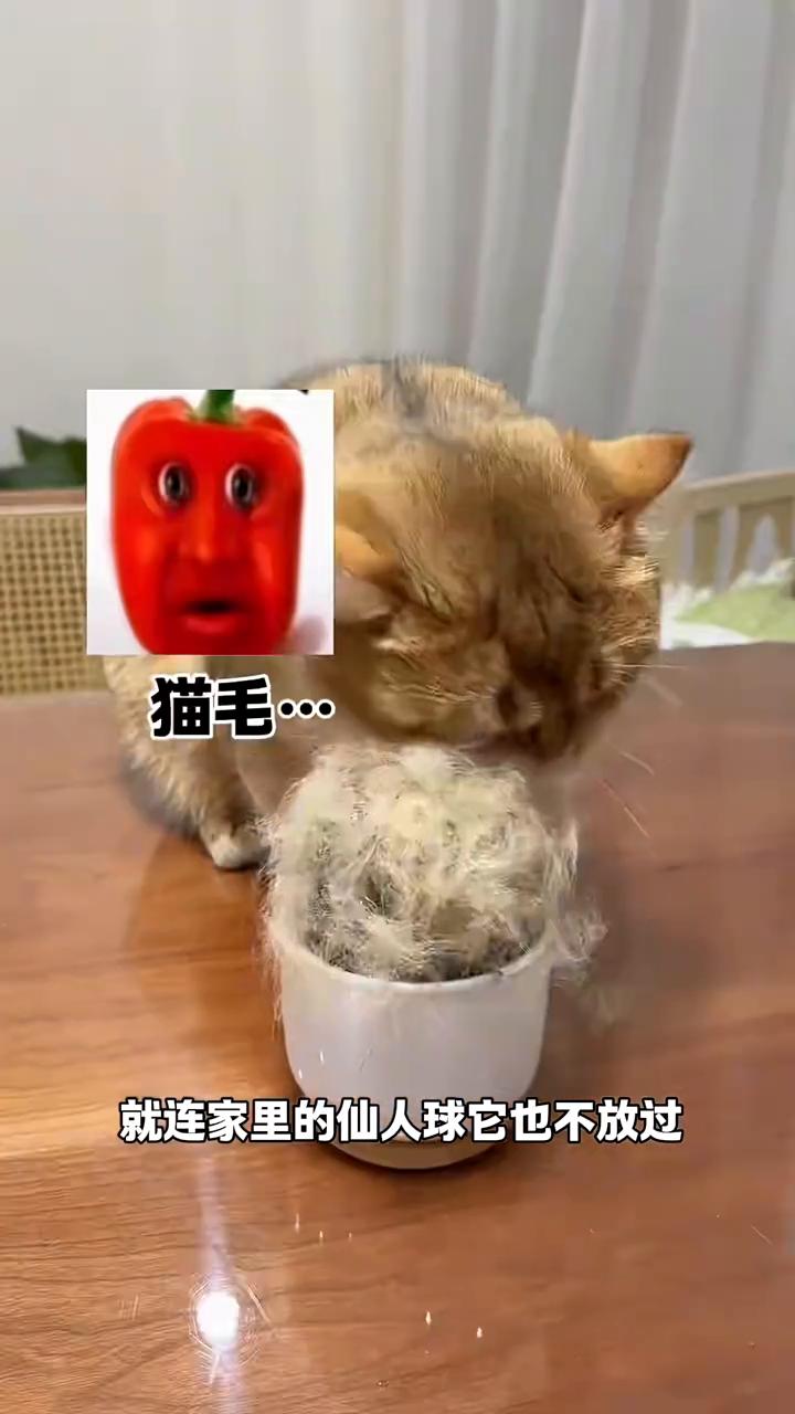一年一度的换毛季又到了，猫咪又开始在家里到处乱蹭浮毛了，就连家里的仙人球也不放过