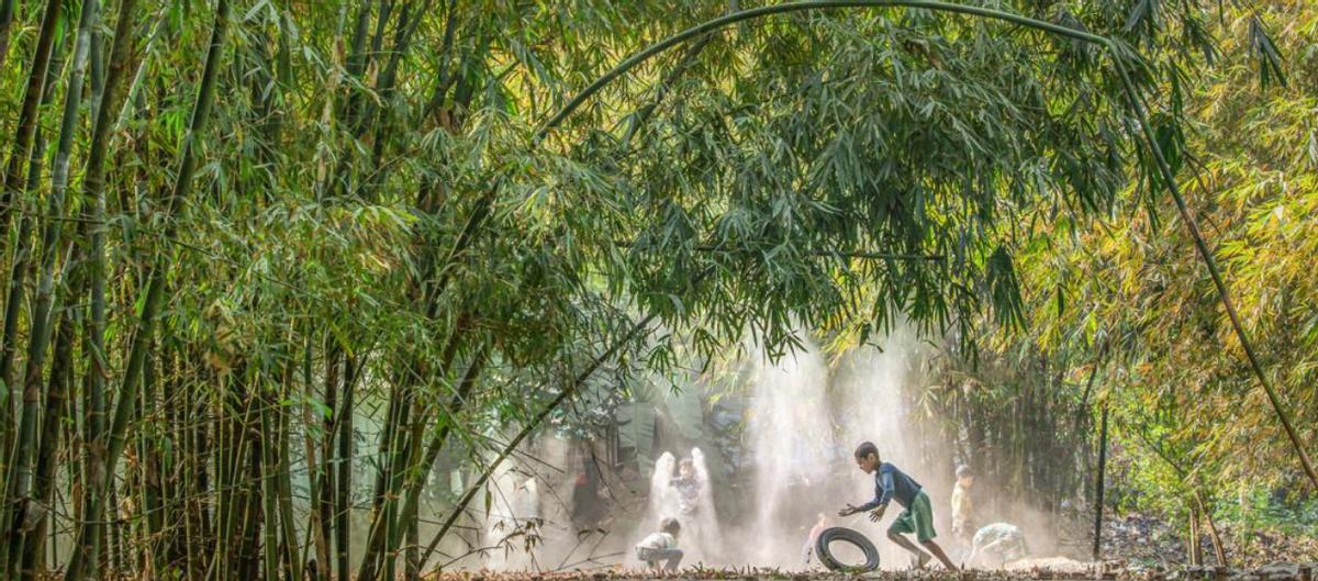 为何美国禁止种竹子，中国反而大量种植？很多朋友都好奇，为啥网上总说美国不让种