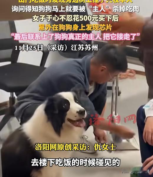 被差点吃掉的名犬，背后还有这样的真相？6月初，苏州一女子外出时，竟在路边看见
