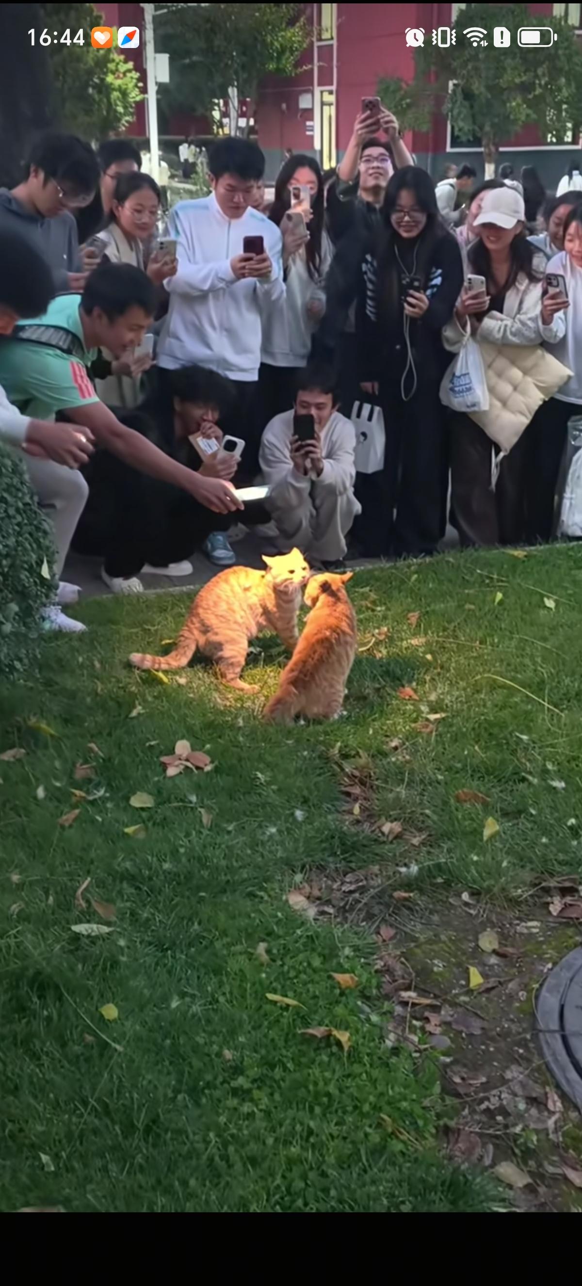 两只猫干架，半个学院的学生兴奋的跑来围观。看的人越来越多，两只橘猫反而僵持住了。